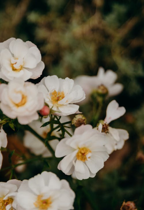bezplatná Základová fotografie zdarma na téma bílé květy, botanický, flóra Základová fotografie