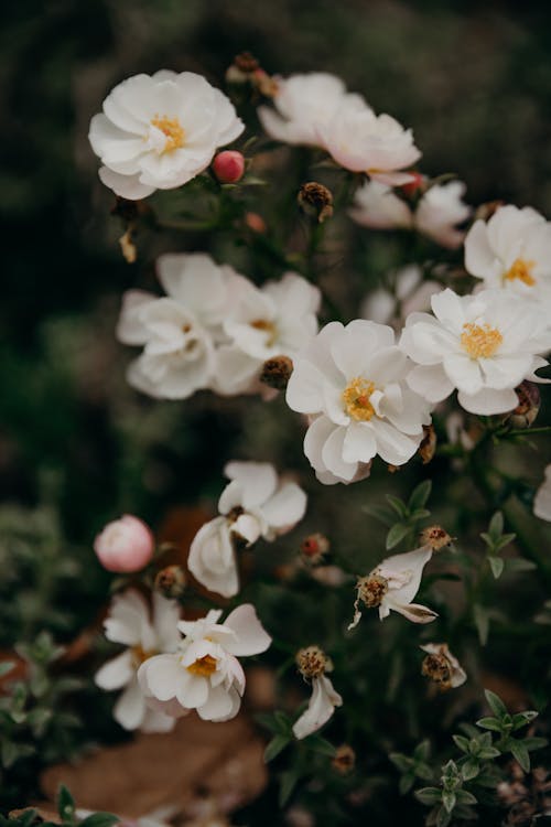 Immagine gratuita di botanico, fiori bianchi, fioritura