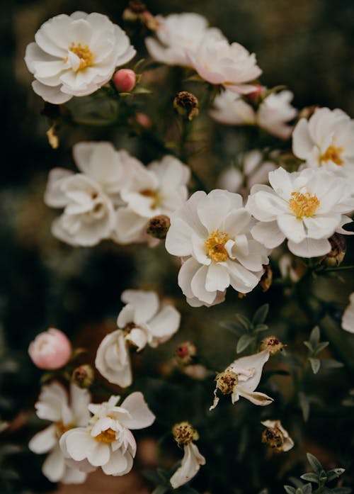 Základová fotografie zdarma na téma android tapety, bílé květy, detail