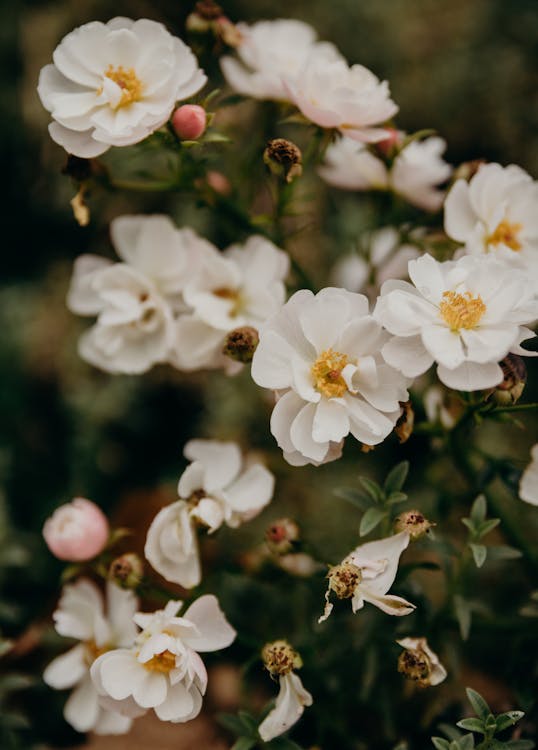 A White Flowers in Full Bloom