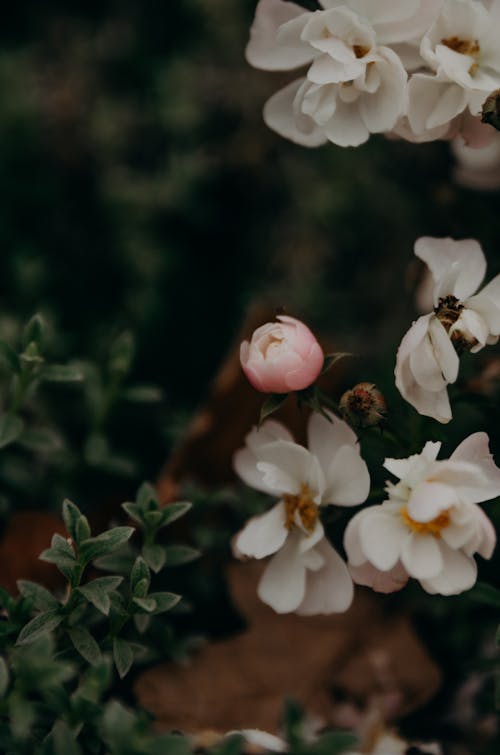 Ingyenes stockfotó bimbó, botanikus, fehér virágok témában