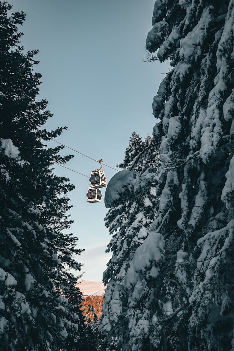 Cableway With Funicular And Tall Firs Covered With Snow