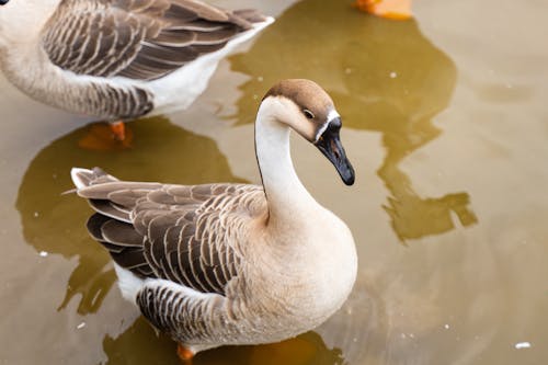 Brown Goose in Close Up Photography