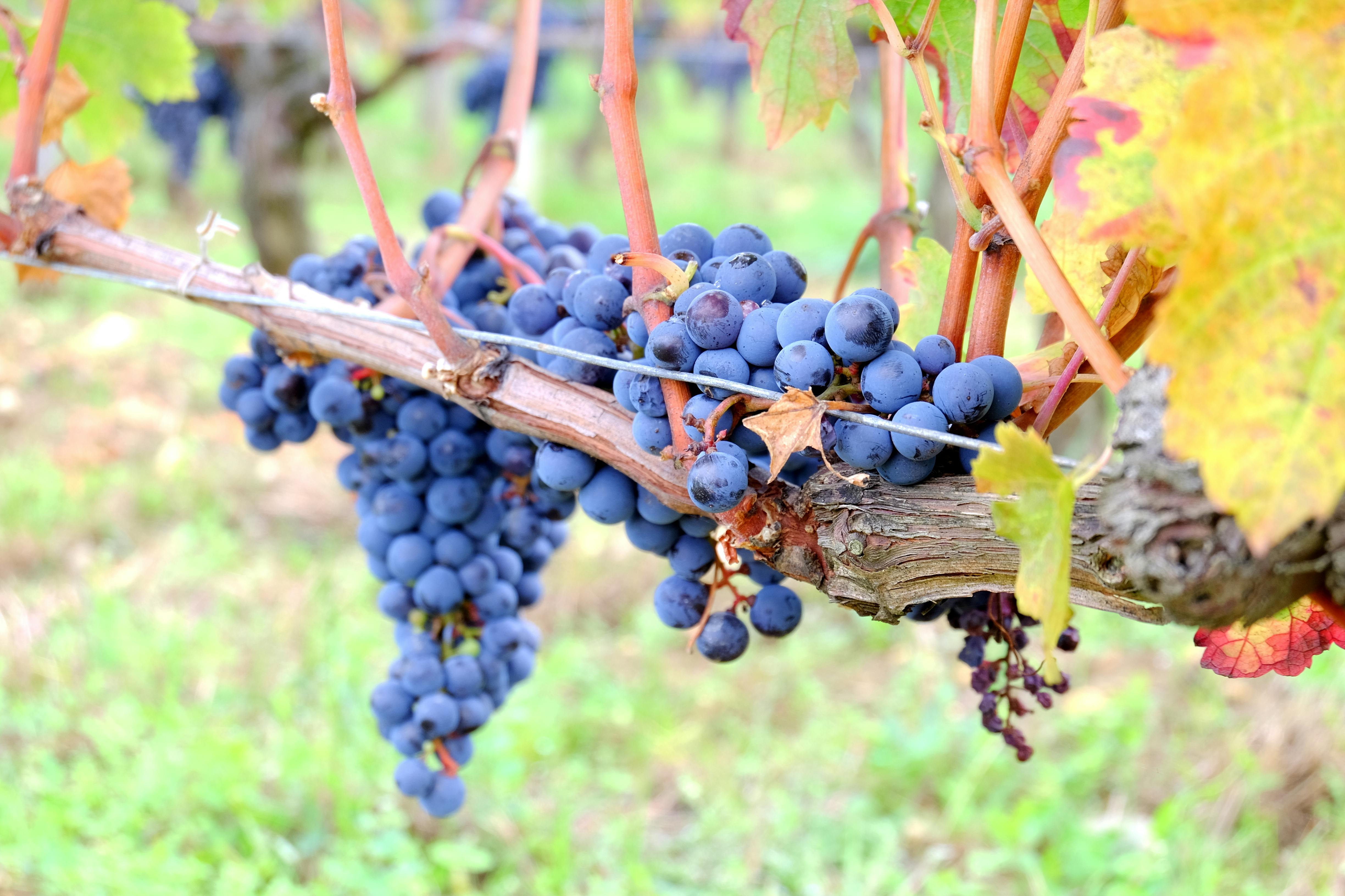 Free Stock Photo Of Grape Grapevine Producer