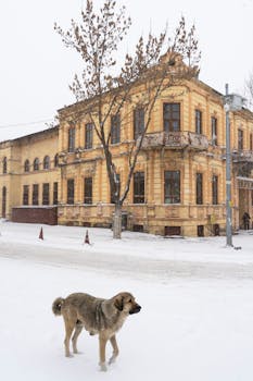 A historic building stands in the snow as a lone dog walks by, capturing winter's serene beauty.