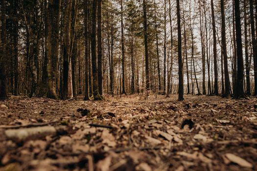 Brown Tree Trunks on Brown Soil