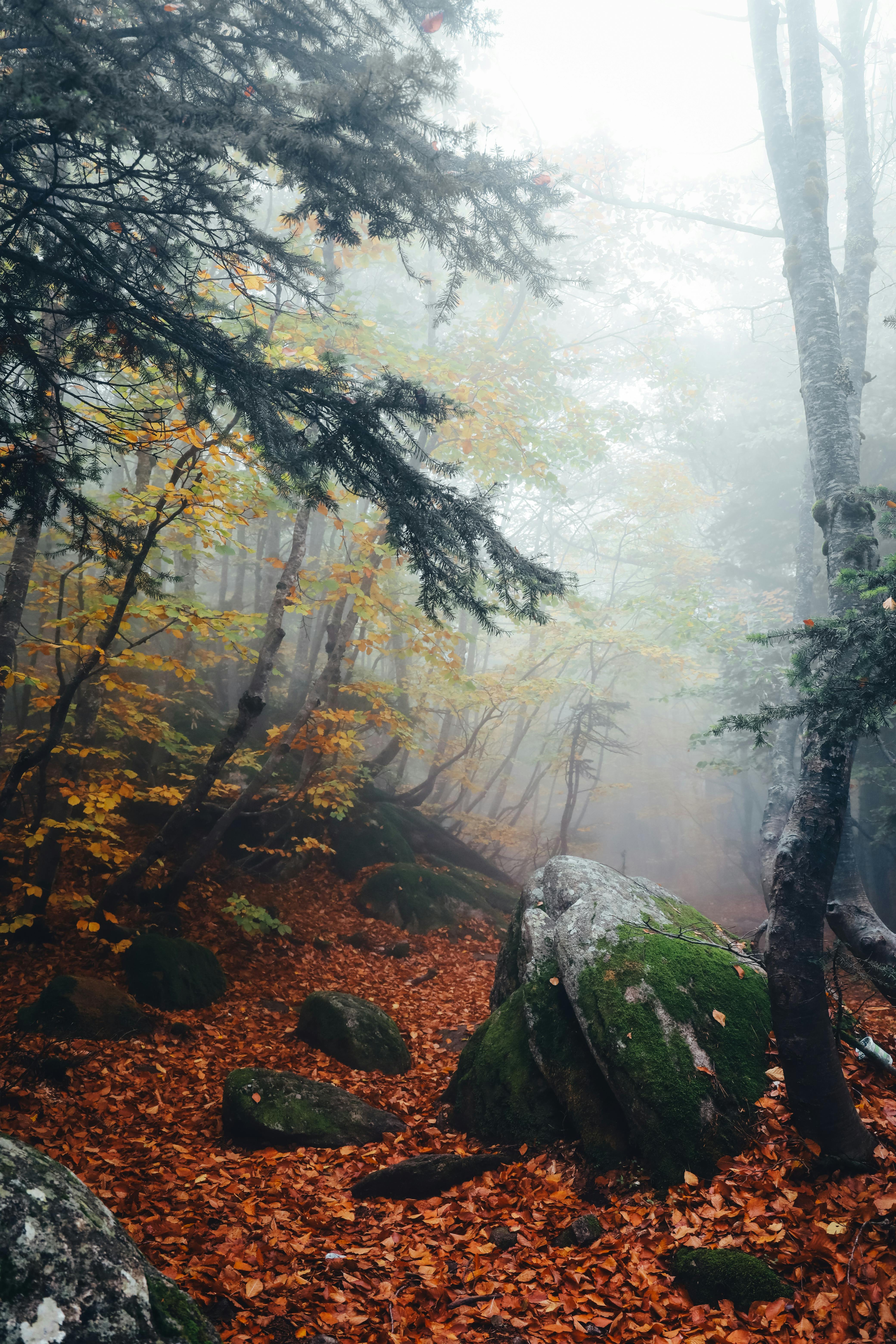 A captivating forest scene featuring mist, vibrant autumn leaves, and moss-covered rocks.