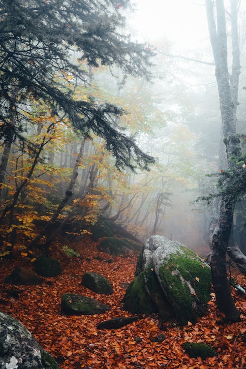 A Misty Forest with Dried Leaves on the Ground