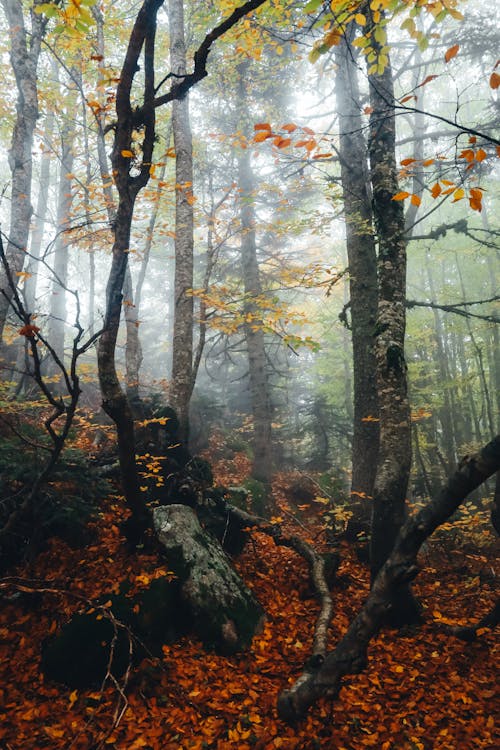 Foto d'estoc gratuïta de amb boira, arbres, bellesa