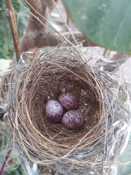 Free stock photo of bird nest, birds, eggs