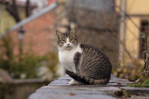 Free Close-Up Photography of Tabby Cat Stock Photo