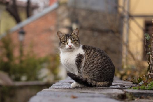 一只虎斑猫专注地坐在户外的石头上，四周环绕着大自然