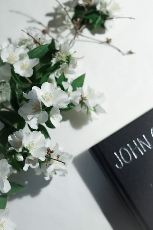 Imagine de stoc gratuită din carte neagra, flori albe, fotografie de la înălțime