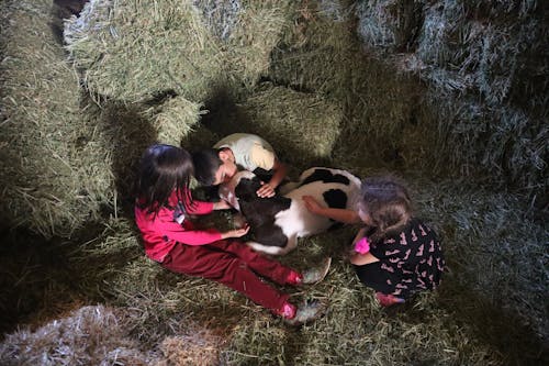Kids Petting a Calf