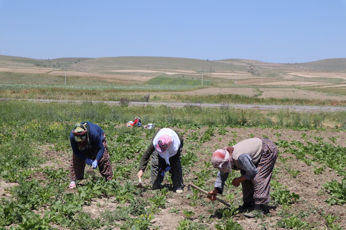 Foto profissional grátis de agricultores, agricultura, chácara