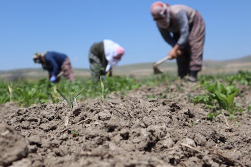 Fotos de stock gratuitas de arada, arado, campos de cultivo