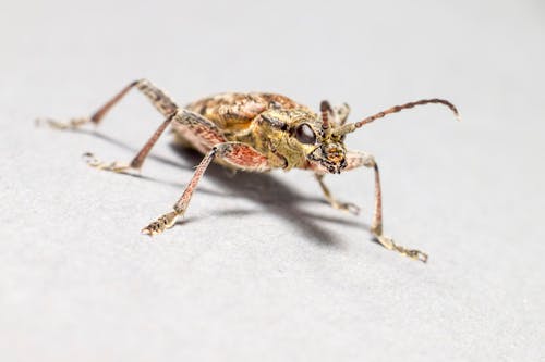 Brown and Black Insect on White Textile