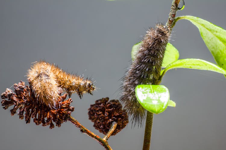 Caterpillars On A Plant