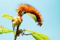 Close-up of a colorful caterpillar on branches with green leaves against a blue sky.