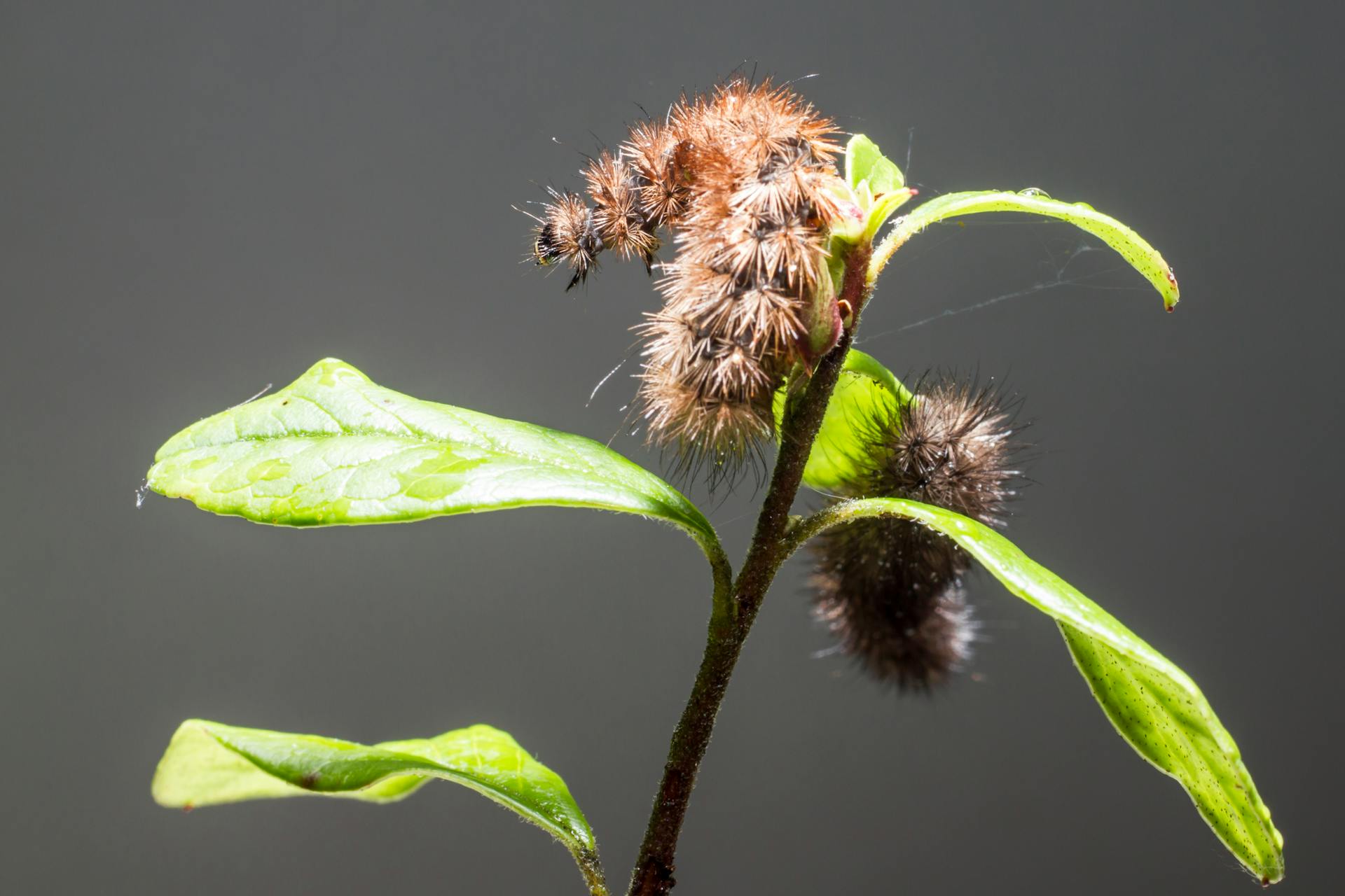 Close up of a Larva