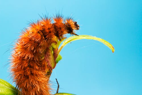 Foto d'estoc gratuïta de eruga peluda, fons blau, insecte