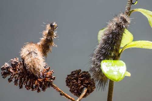 Close-Up Shot of Two Hairy Caterpillars