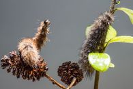 Close-up macro of two hairy caterpillars on a branch with leaves.