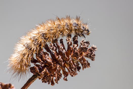 Close-up of Isabella Tiger Moth caterpillar on a dried plant in macro view.