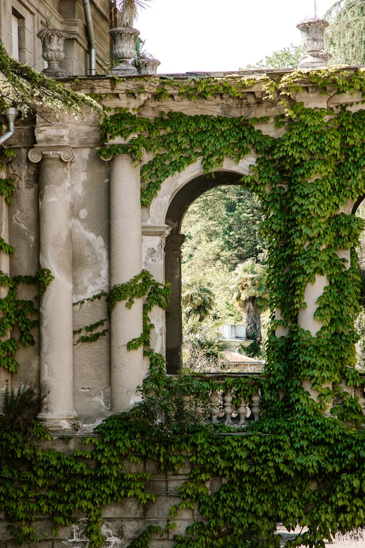 Green Ivy On Architecture With Arch 