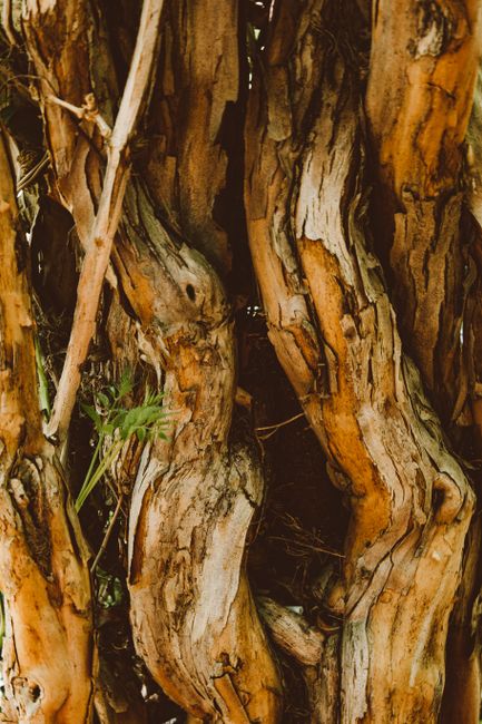 Fotomural Toma de primer plano que muestra la intrincada textura de la corteza de árbol retorcida.