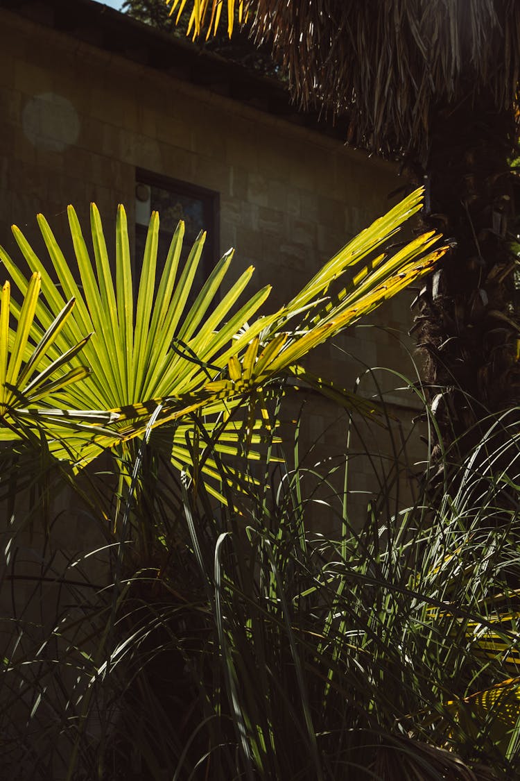 Tropical Vegetation Growing Around Building