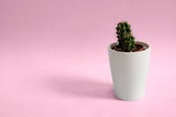 柔和的粉色背景衬托着白色花盆中一棵孤独的仙人掌，展现了极简主义装饰