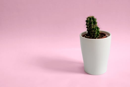 柔和的粉色背景衬托着白色花盆中一棵孤独的仙人掌，展现了极简主义装饰