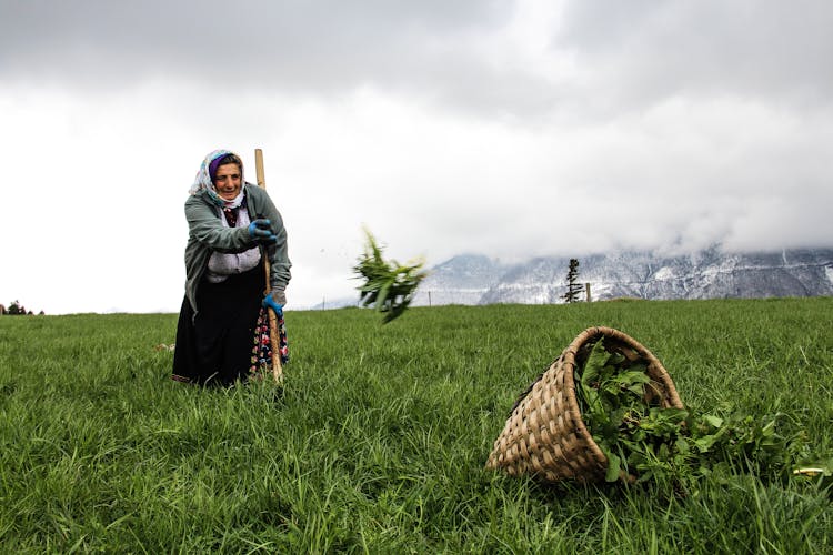 An Eldery Village Woman Throwing Herbs Into Basket 