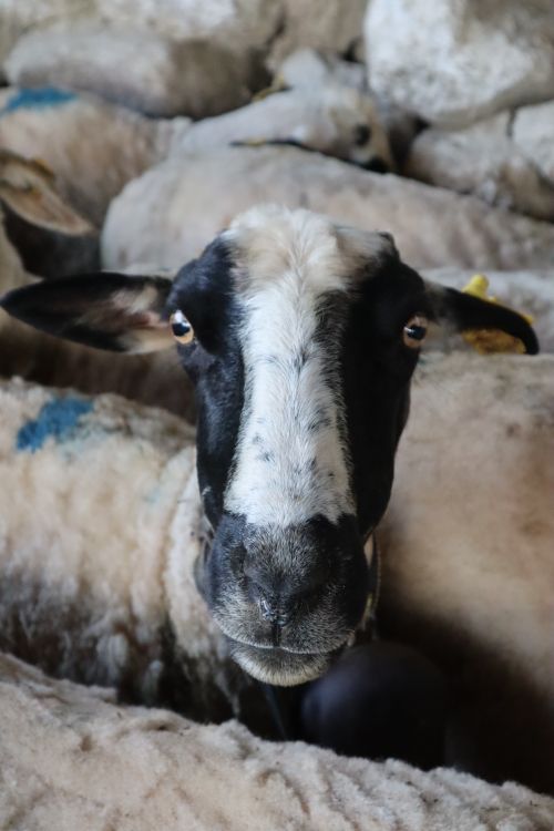 Free A close-up shot capturing the detailed expression of a sheep on a farm. Stock Photo