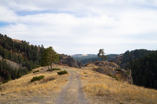 Dry Grass and Forest in Mountainous Area 