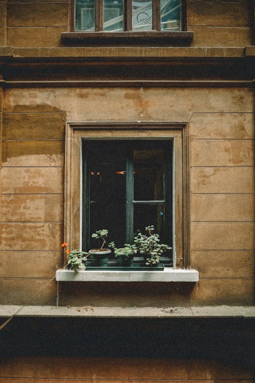 Aged brown stoned building facade with green plants in pots on sill of window