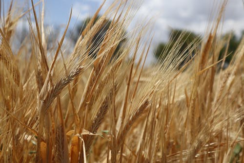 Barley in Field 