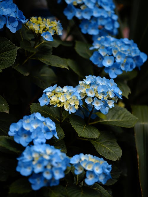 Free Blue Flowers With Green Leaves Stock Photo
