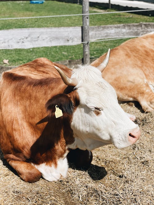 Free Cow Resting on Ground with Dry Hay Stock Photo