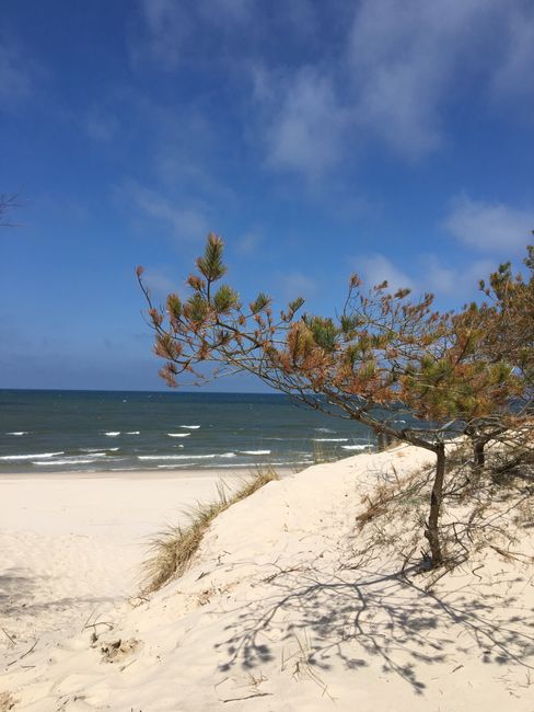 Coastal Dune Lakes things to do in santa rosa beach