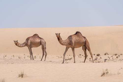 Camels at the Desert 