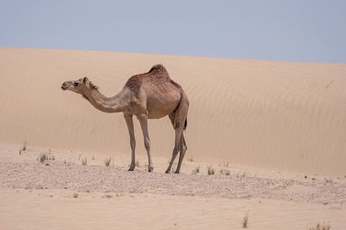Kostenloses Stock Foto zu arabian kamel, dromedar, sand