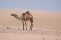 Free stock photo of adventure, alone, anima