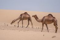 Free stock photo of anima, animal, arabian camel
