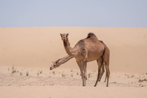 çöl, develer, doğa içeren Ücretsiz stok fotoğraf
