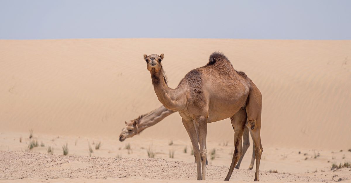 UAE Motorists Stranded as Eid Heat Triggers Surge in Vehicle Failures