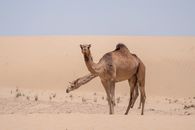 Free stock photo of adventure, anima, animal