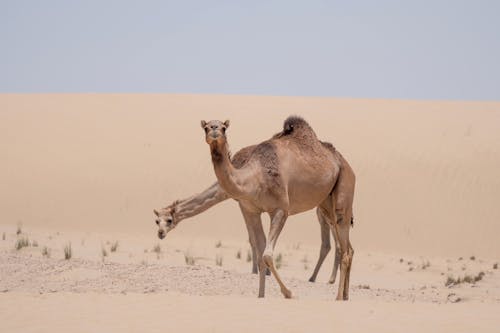 Camels Standing in Desert Sand