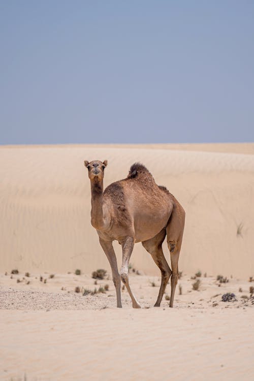 Δωρεάν στοκ φωτογραφιών με άγρια φύση, έρημος, ζώο